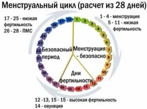 Когда забеременеть менструальный цикл 24 дня