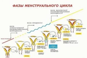 Как узнать месячные или беременность по выделениям и по шейке матки