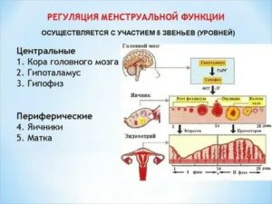 Что такое регуляция менструального цикла