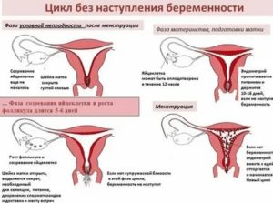 Болит низ живота при приеме противозачаточных ярина