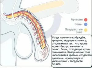 Почему у мужчины нет оргазма при эрекции