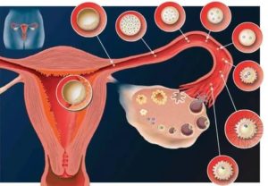 Когда яйцеклетка не оплодотворена как она выходит с месячными