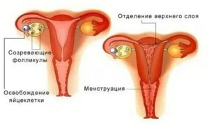 Что такое если только кончались месячные и снова начались