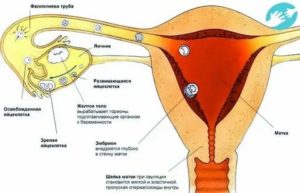 Могут ли начаться месячные во время полового акта