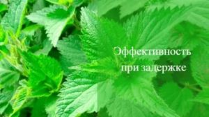 Как пить крапиву перед месячными