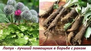 Сок лопуха при раке молочной железы