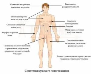 Лечение недоразвития полового члена препарат