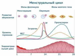Когда сдают гормоны первой фазы менструального цикла