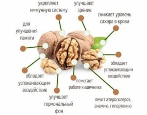 Сколько нужно съедать грецких орехов в день мужчине для потенции