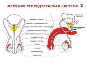 Могут ли у мальчиков быть месячные