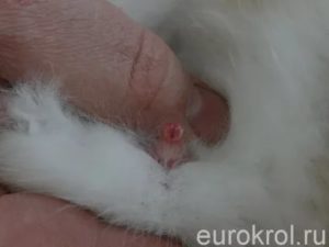 Могут ли быть у крольчихи месячные