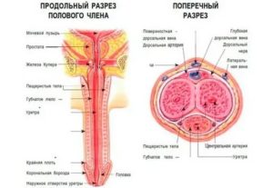 Увеличить головку полового члена гелем