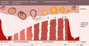 Может ли быть вторая овуляция перед месячными