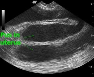 Узи матки в ветеринарии