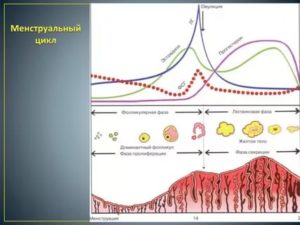 Что влияет на удлинение менструального цикла