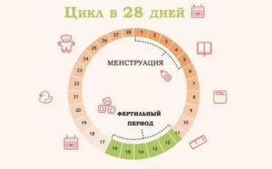 Как долго длится овуляция после месячных