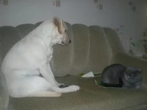 Когда у лабрадоров месячные