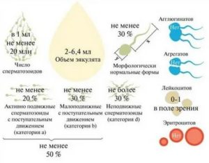 Качество спермы после приема антибиотиков