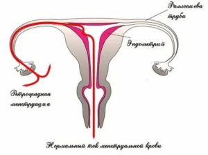 Может ли кровь от месячных попасть в брюшную полость