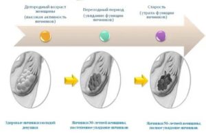 Что происходит с яичниками при климаксе