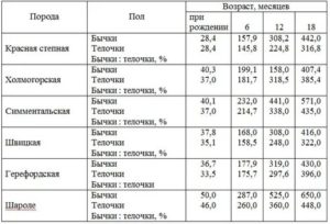 Какой вес у 6 месячных бычков