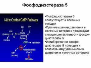 Фосфодиэстераза и простатит