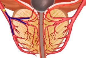 Анатомия предстательной железы википедия кровоснабжение