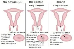 Может ли быть сухость во влагалище перед месячными