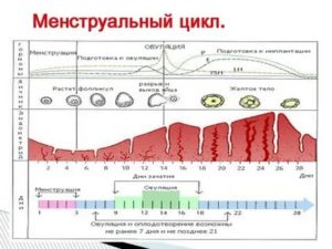 Как уменьшить количество дней в менструальном цикле