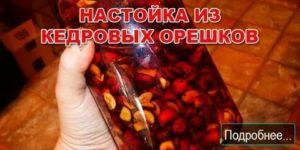 Кедровые орехи настойка на водке лечебные свойства при миоме матки