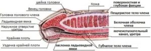 Увеличить головку полового члена гелем