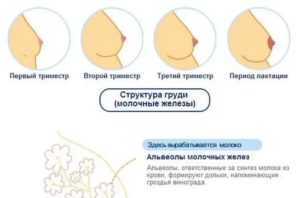 Могут ли быть при месячных чувствительными соски