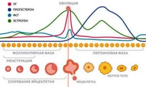Что такое предовуляторная фаза менструального цикла