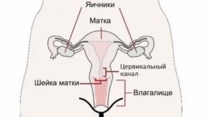 Когда открывается цервикальный канал при месячных