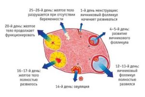 Каким должен быть фолликул на день менструального цикла