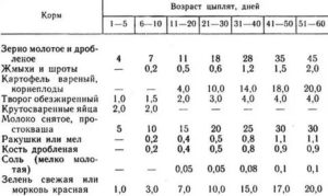 Как правильно кормить месячных бройлеров в домашних условиях