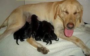 Когда у лабрадоров месячные