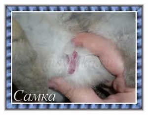 Могут ли быть у крольчихи месячные