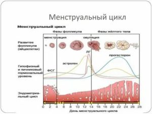 Как может стресс повлиять на менструальный цикл