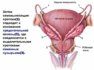 Физиология и анатомия предстательной железы