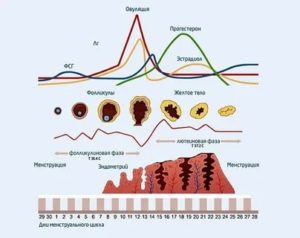 Как понизить простагландины перед месячными