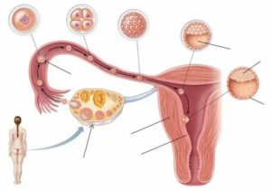 Когда яйцеклетка не оплодотворена как она выходит с месячными
