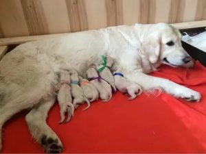 Когда у лабрадоров месячные