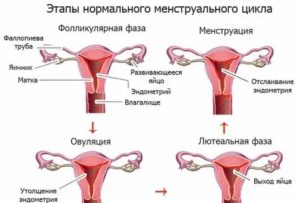 Может ли сбиваться менструальный цикл из за диеты