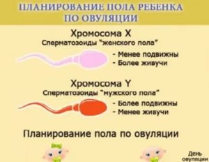 Как быстро забеременеть после месячных народными средствами девочкой
