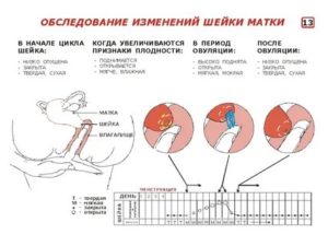 Когда шейка матка опускается перед месячными по дням