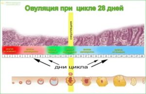 Какими должны быть месячные при ановуляторном цикле