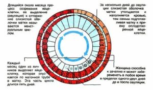 Может ли пройти овуляция во время месячных