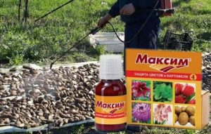Препарат для обработки семенного картофеля максим