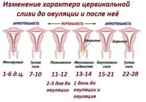 Что может происходить с организмом за неделю перед месячными